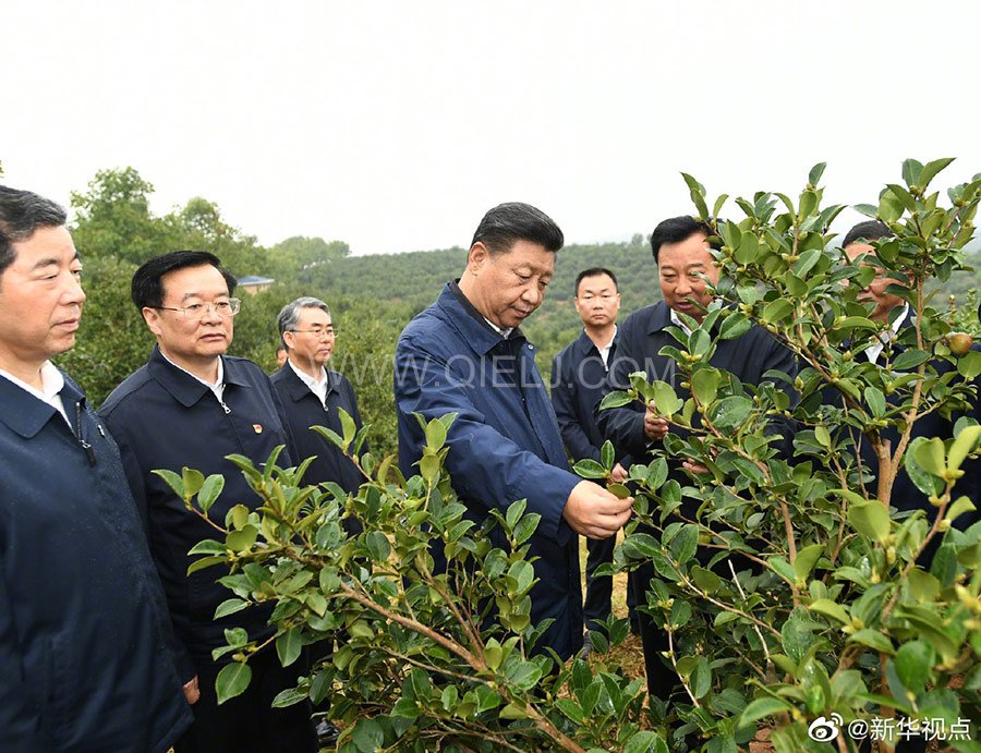 光山油茶籽榨油設(shè)備，山茶籽油榨油機廠家(圖1)