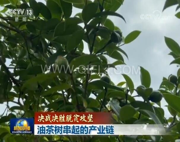 新聞聯(lián)播決戰(zhàn)決勝脫貧攻堅(jiān)之油茶樹(shù)串起的產(chǎn)業(yè)鏈(圖1) 新聞聯(lián)播決戰(zhàn)決勝脫貧攻堅(jiān)之油茶樹(shù)串起的產(chǎn)業(yè)鏈(圖1)