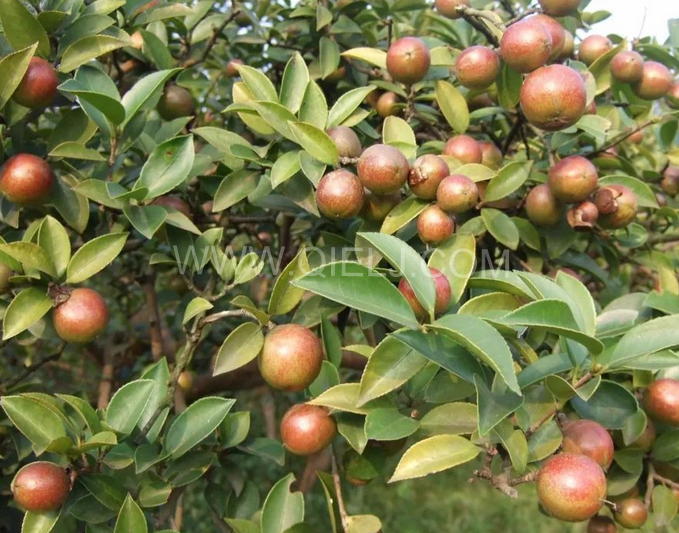 茶籽油壓榨設(shè)備認準企鵝機械，性能穩(wěn)定操作便利(圖1)
